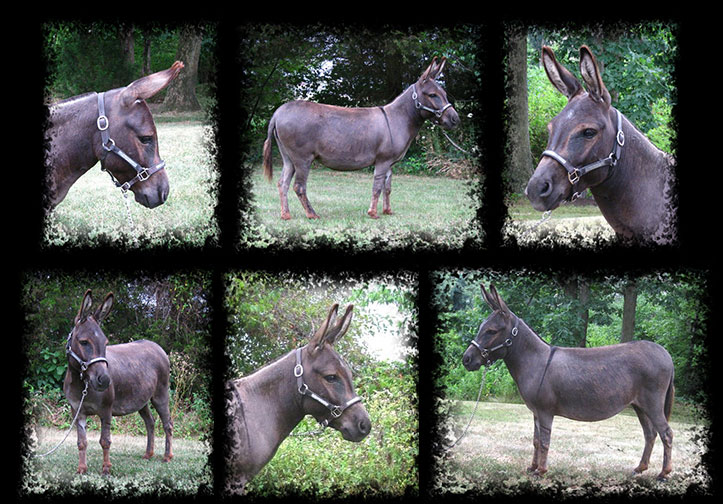 Critter Haven Farm Miniature Donkeys